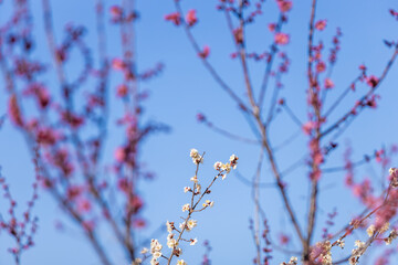 隅田川沿いに咲く満開の梅の花