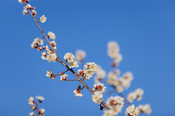 隅田川沿いに咲く満開の梅の花