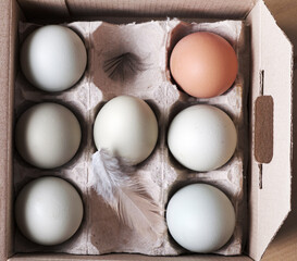 organic eggs in the box