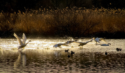 Tundra swans taking off from Sugaonuma Swamp (菅生沼) in Bando, Ibaraki, Japan. January 25, 2021.