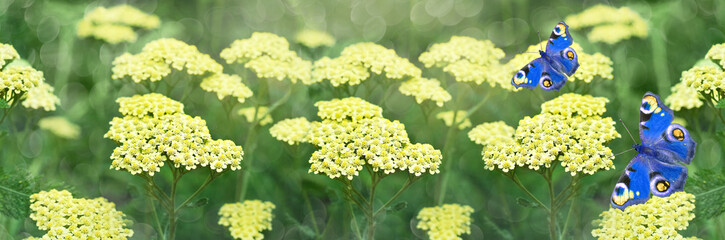 Wide-screen unfocused background with yellow flowering yarrows and blue butterflies. Selective Focus