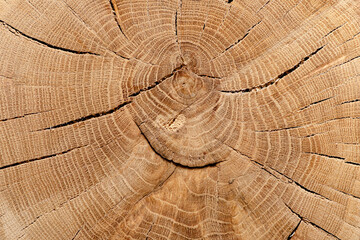 Round cut down tree with annual rings, Old  Wood texture abstract background