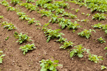 Potato Field. Fresh Green potato Field Agriculture Background.