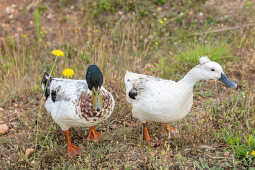 domestic duck with tassel - Anas platyrhynchos