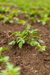 Potato Field. Fresh Green potato Field Agriculture Background.