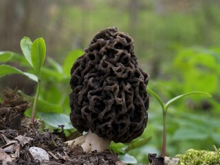 Speisemorchel, Morchella esculenta, schwarze Variante am Waldboden im Frühling