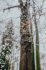 Tree Covered with Snow in Winter