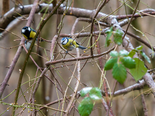 Blue tit and coal tit in a tree