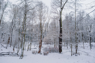 Winter Landscape. Tree Covered with Snow in Winter.