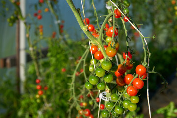 Hothouse Tomatoes on the Vine. Cherry tomatoes growing in a greenhouse. 

