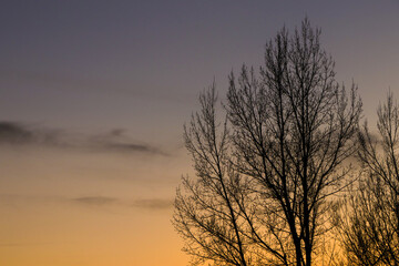 Fototapeta na wymiar Sunset sky w/ trees