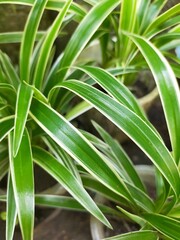 close up of a green plant