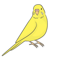 セキセイインコ