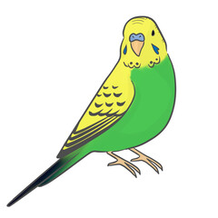 セキセイインコ