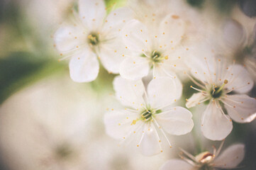 cherry blossom close up