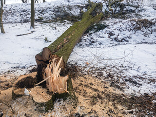 Cut old oak tree. Fallen tree