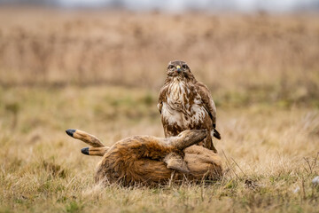 common buzzard with dead deer