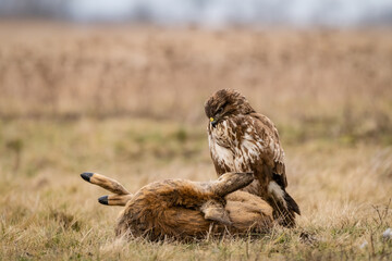 common buzzard with dead deer