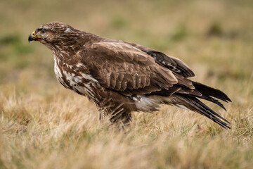 common buzzard standing alone