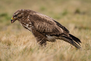 common buzzard standing alone