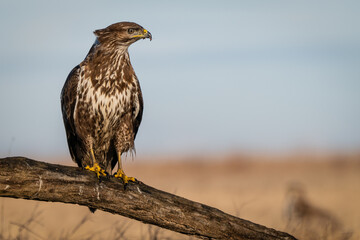 common buzzard standing alone