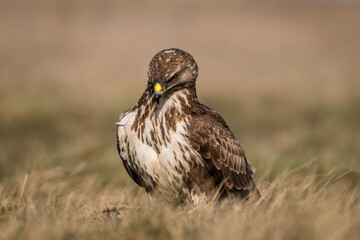 common buzzard standing alone