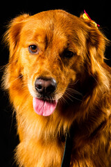 Obraz premium golden retriver portrait in studio