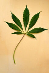 Green Cannabis Leaf 02