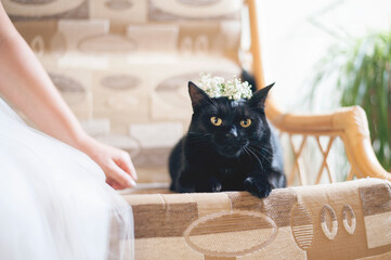 cat on the couch