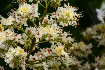 Close up of white horse chestnut flowers in early spring (aesculus hippocastanum)