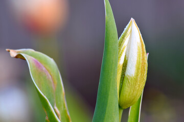 Green Tulip Bud 01