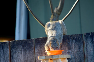 Brown Squirrel Picnic 01