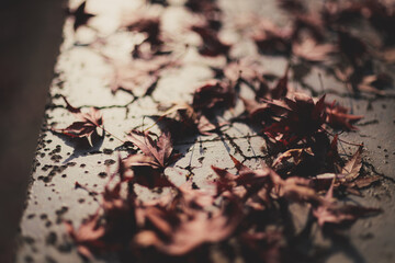 落葉,
Fallen leaves