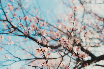 寒桜, cold cherry