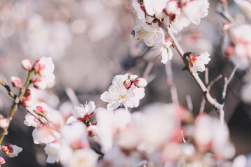 梅の花
Plum blossoms