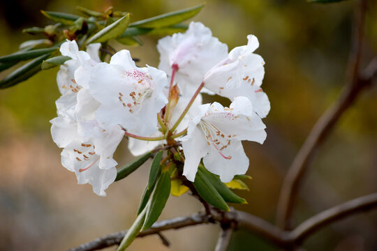Rhody Bilder – Durchsuchen 298 Archivfotos, Vektorgrafiken und Videos ...