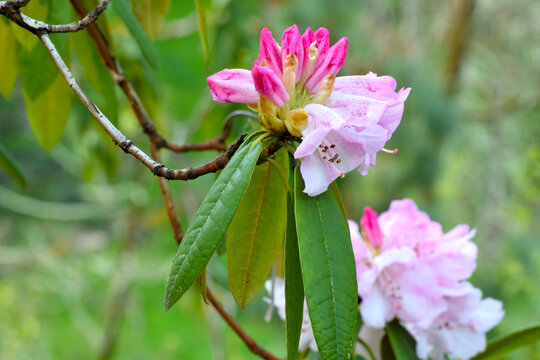 Rhody Bilder – Durchsuchen 298 Archivfotos, Vektorgrafiken und Videos ...