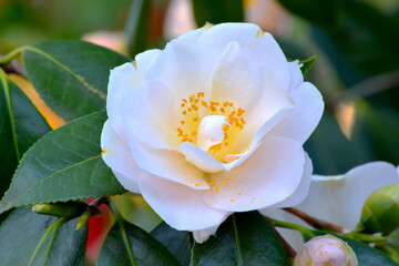 Camelia White