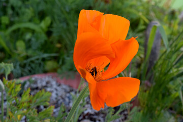 Fototapeta premium California Poppy Flower 01
