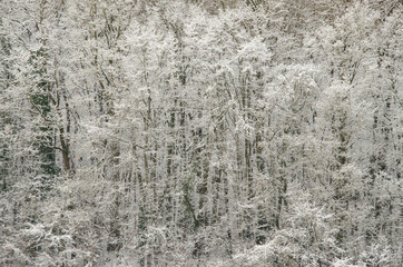 Snow-covered trees as texture or background