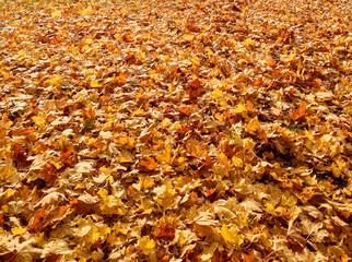 autumn leaves background