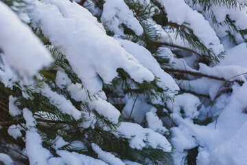 snow covered branches