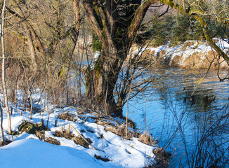 Obraz premium forest in winter