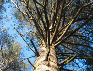 trees and sky