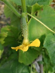 Baby cucumber