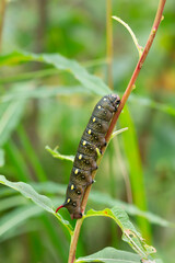 Bedstraw hawk-moth, Hyles gallii larva on fireweed