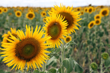 Beautiful bright yellow sun flowers in farm field in Queensland Australia