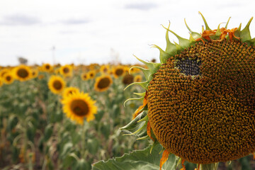 Beautiful bright yellow sun flowers in farm field in Queensland Australia