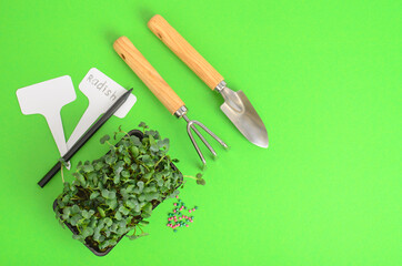 Planting microgreens. Pack with radish seeds. Garden tools for planting plants