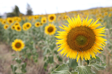 Beautiful bright yellow sun flowers in farm field in Queensland Australia